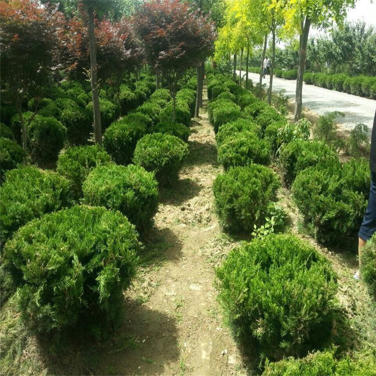 萬青園林 專業龍柏苗木基地，為綠化工程注入常青活力